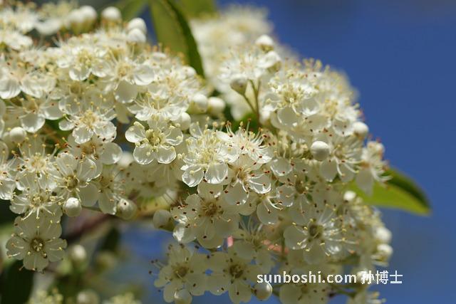 火棘的功效與作用-火棘果的功效與作用-火棘泡酒的功效與作用