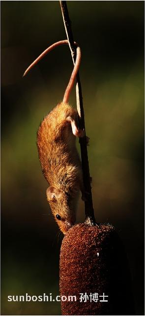 夢見趕作業(yè)