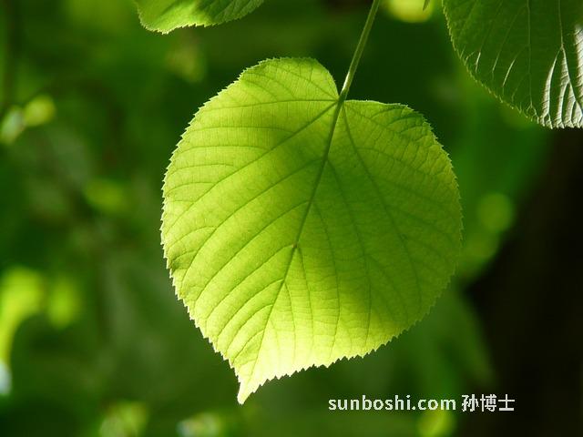 菩濟本草的功效與作用