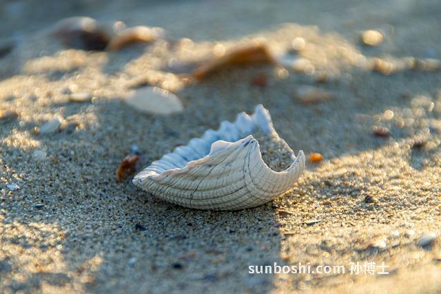 蛤殼的功效與作用-海蛤殼的功效與作用-煅蛤殼的功效與作用