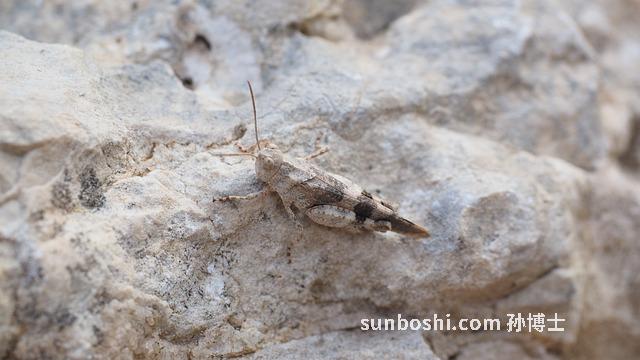 夢見開荒-夢見開荒種地-夢見開荒挖地