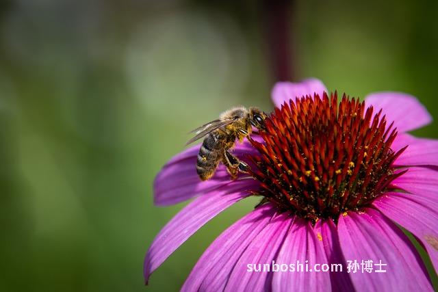 蜂粉的作用與功效-黑蜂粉作用與功效與作用-梨蜂粉的功效與作用