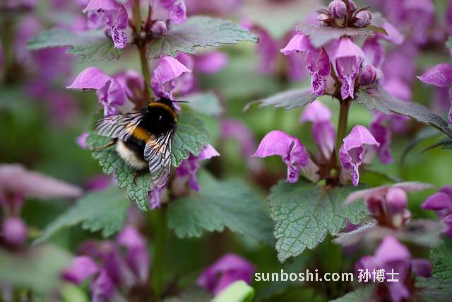 苘麻葉的功效與作用-野生苘麻葉的功效與作用