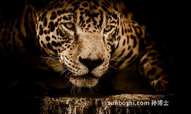 夢見有人跟蹤-夢見有人跟蹤我-夢見有人跟蹤自己