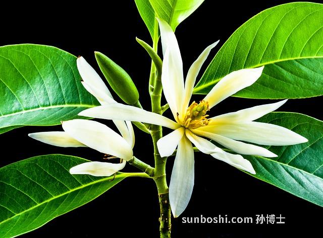 關黃柏的功效與作用及禁忌-吉林關黃柏的功效與作用-關黃柏葉子的功效與作用