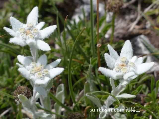 高山雪菊的功效與作用