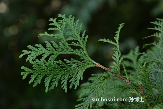 側(cè)柏葉的功效與作用-側(cè)側(cè)柏葉-生側(cè)柏葉-側(cè)柏葉炭-側(cè)柏葉泡酒