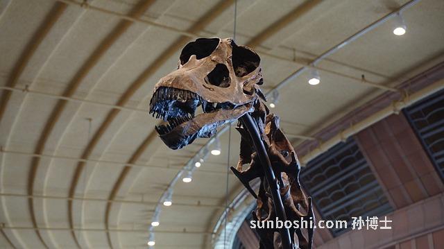 化石草的功效與作用-石葦化石草-化石草化石草-化石草藥用