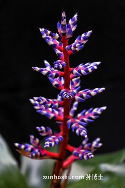 鳳梨的功效與作用-鳳梨汁-鳳梨釋迦果-鳳梨干