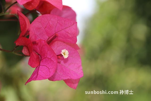 粉葛的功效與作用-粉葛湯-粉葛根-粉葛粉-粉葛排骨湯