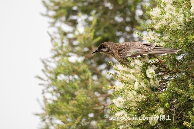 茯苓的功效與主治作用-茯苓皮-白茯苓-茯苓食用方法
