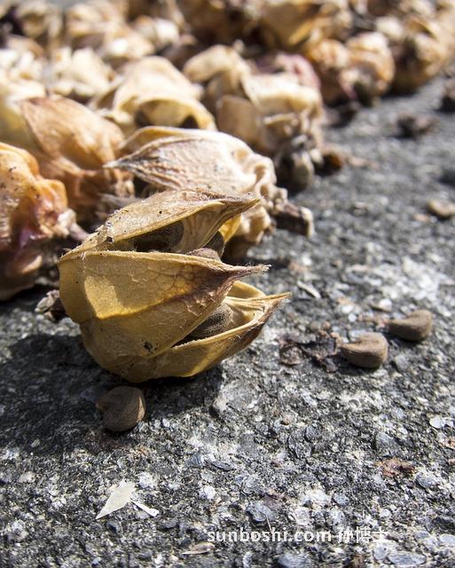 洛神花的功效與作用-花洛神花-洛神花酵素-洛神花泡酒