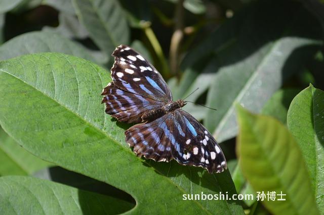 淡豆豉的功效與作用-淡豆豉蔥白-蔥白淡豆豉-淡豆豉食用方法