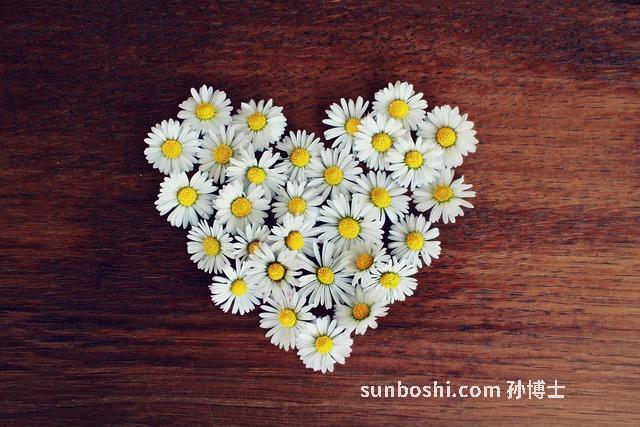 白菊花的功效與作用-杭白菊花-小白菊花-野白菊花-杭白菊花茶