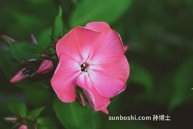 大生地的功效與作用及禁忌