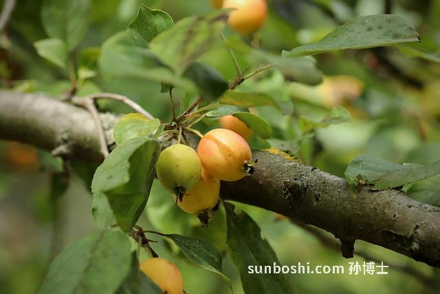 海棠果的功效與作用-海棠果泡酒-木瓜海棠果-海棠果干-海棠果食用方法