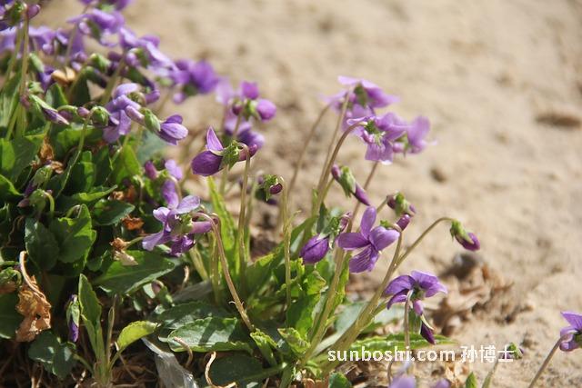 紫花地丁的功效與作用-紫花地丁草-紫花地丁藥膏-紫花地丁透皮抑菌膏