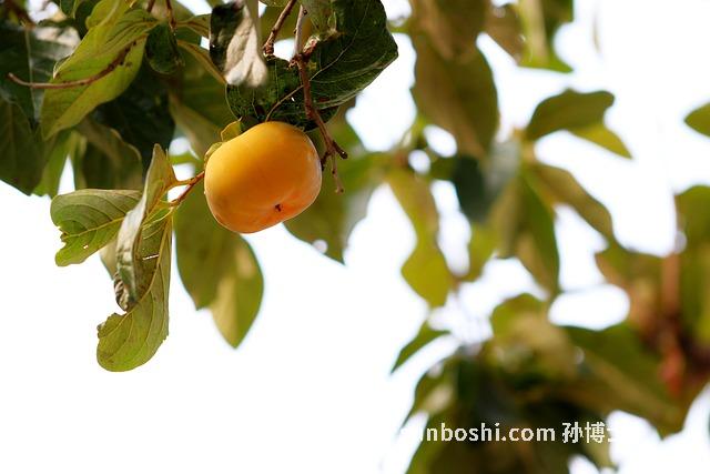 柿子葉的功效與作用有哪些-嫩柿子葉的功效與作用-干柿子葉的功效與作用