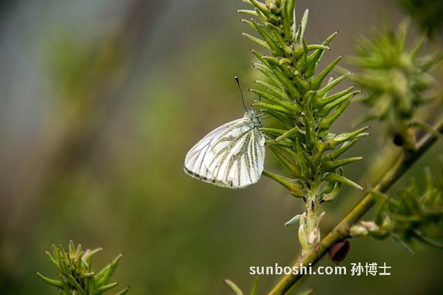 油菜花粉的功效與作用-油菜花粉片-油菜花粉食用方法-油菜花粉研究