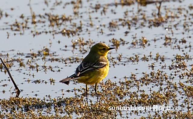 花椒水的功效與作用-喝花椒水-花椒水洗頭-紅糖花椒水-花椒水嗎