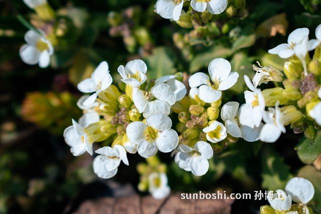 水芹菜的功效與作用-野水芹菜-野生水芹菜-水芹菜根