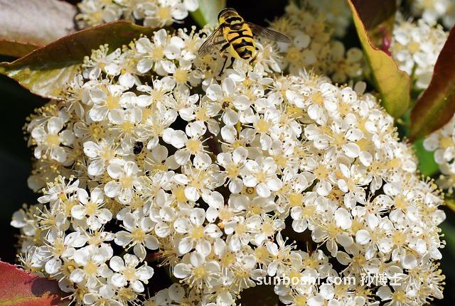 枇杷花的功效與作用-枇杷花煮水-枇杷花茶-枇杷花蜜
