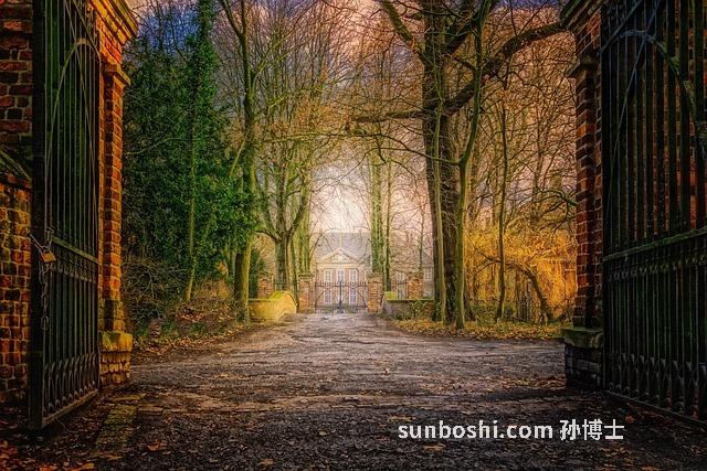 鐵樹葉的功效與作用-鐵樹葉煮水-中藥鐵樹葉-鐵樹葉子-紅鐵樹葉