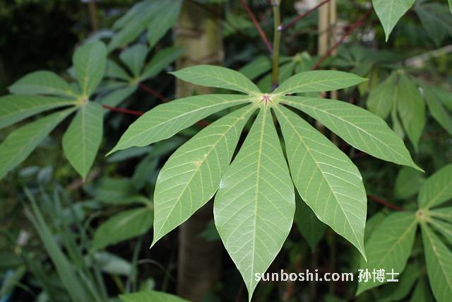木薯的功效與作用-木薯粉-吃木薯-面包木薯