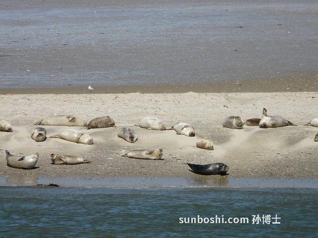 黃豆水的功效與作用-煮黃豆水-煮黃豆水點-中醫黃豆水-黃豆水澆花