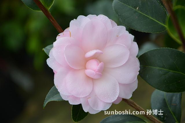 茶花粉的功效與作用-山茶花粉-茶花粉食用方法-茶花粉減肥