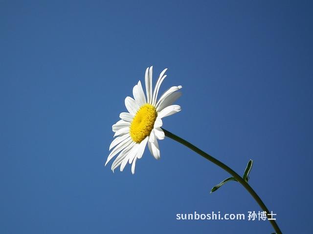 青黛的功效與作用-青黛粉-中藥青黛-青黛丸-青黛外敷