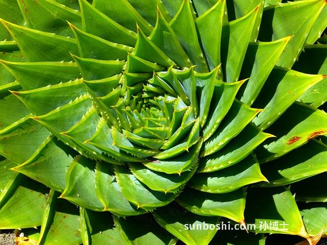 螺旋藻的功效與作用-螺旋藻片-螺旋藻粉-天然螺旋藻