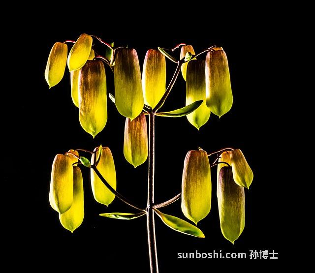 三七花的功效與作用-三七花茶-三七花粉-中藥三七花