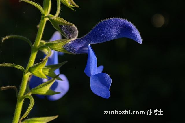 參龍人參粉功效與作用