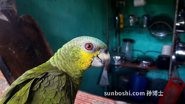 馬蘭頭的功效與作用-馬蘭頭根-野菜馬蘭頭-馬蘭頭食用方法