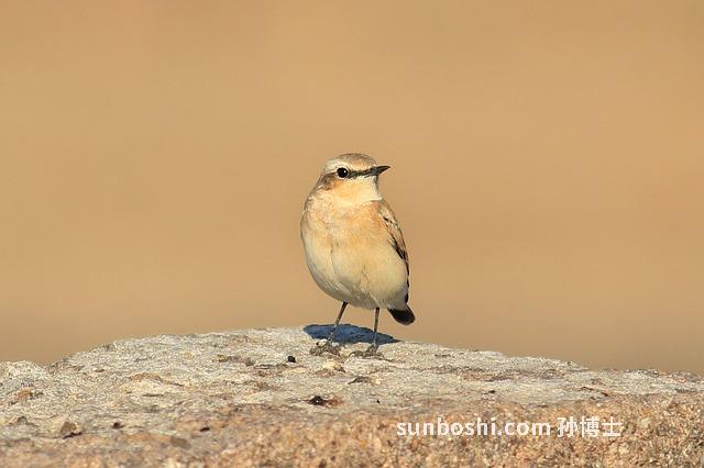 雪蛤素的功效與作用
