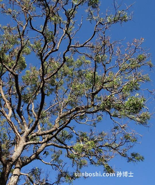 楝樹葉的功效與作用-子楝樹葉的功效與作用