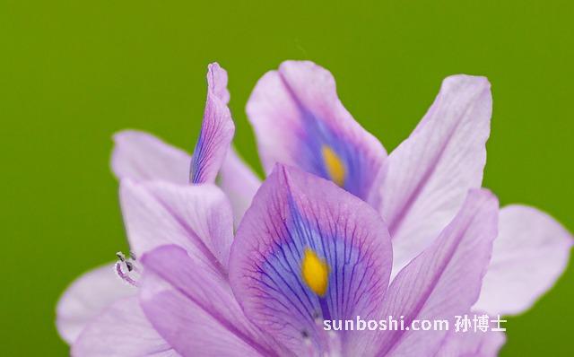 鳳眼果的功效與作用-鳳眼果葉-鳳眼果皮-鳳眼果煲湯-鳳眼果一