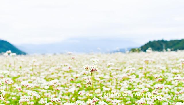 青木香的功效與作用-大青木香-中藥青木香-青木香植物