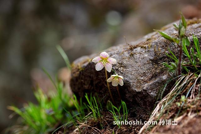 復方甘草酸苷片功效與作用