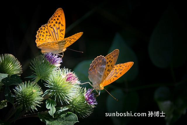 喝珍珠粉的功效與作用-女人喝珍珠粉的功效與作用
