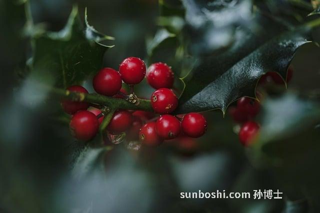 冬青的功效與作用-冬青葉-鐵冬青-冬青油-冬青子