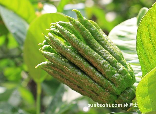 川佛手的功效與作用及禁忌-四川佛手的功效與作用