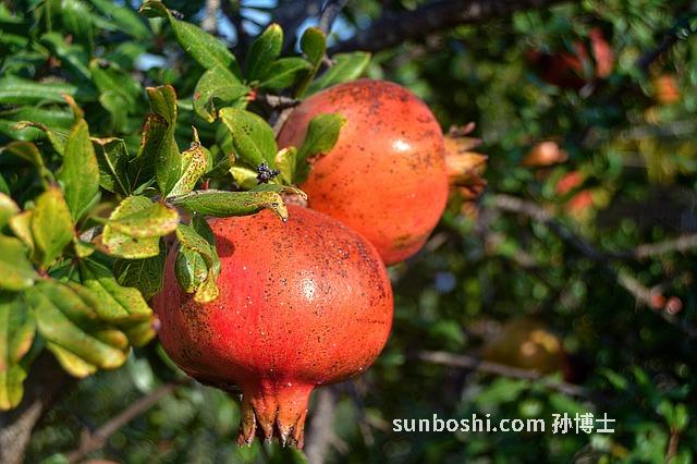 果酸的功效與作用-齊墩果酸-蘋果酸-熊果酸-果酸換膚