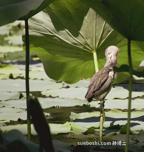 鹵水的功效與作用-辛夷鹵水-白酒鹵水-鹵水小茴香-豬蹄鹵水