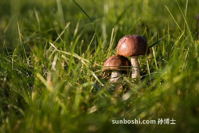 子草的功效與作用-兔子草-獅子草-蚊子草-蠻子草