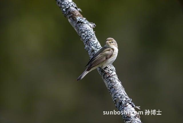 柳葉的功效與作用-柳葉茶-青錢柳葉-柳葉菜-柳葉草