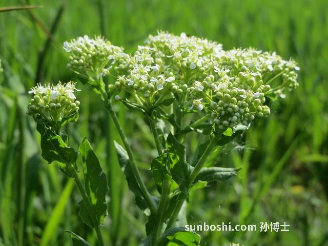 枸杞水的功效與作用-蜂蜜枸杞水-黑枸杞水-紅糖枸杞水-紅糖姜紅棗枸杞水