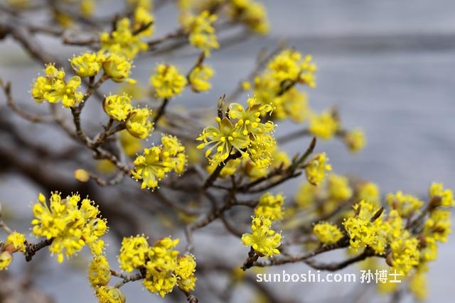 山萸的功效與作用-山萸肉-鹽山萸肉-制山萸肉-山萸肉食用方法