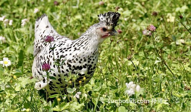 老母雞的功效與作用-老母雞燉牛鞭-老母雞和-老母雞做法-老母雞燉湯